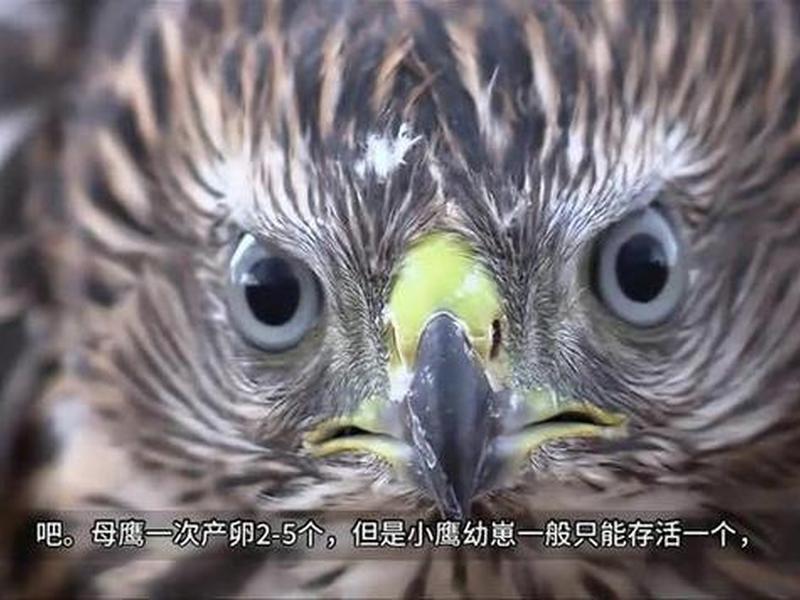 老鹰怎么组装 老鹰怎么组装视频 老鹰怎么组装 老鹰怎么组装视频