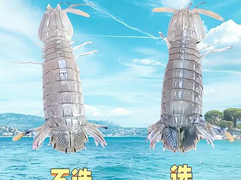 虾皮建站 - 虾皮是自建站吗 虾皮建站 - 虾皮是自建站吗