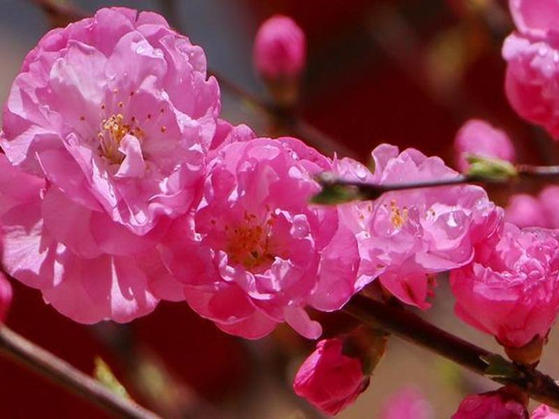 如花软件,如花软件下载 如花软件,如花软件下载