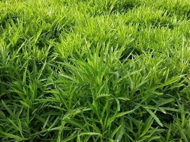 芦蒿苗育苗方法;芦蒿苗育苗方法有哪些 芦蒿苗育苗方法;芦蒿苗育苗方法有哪些
