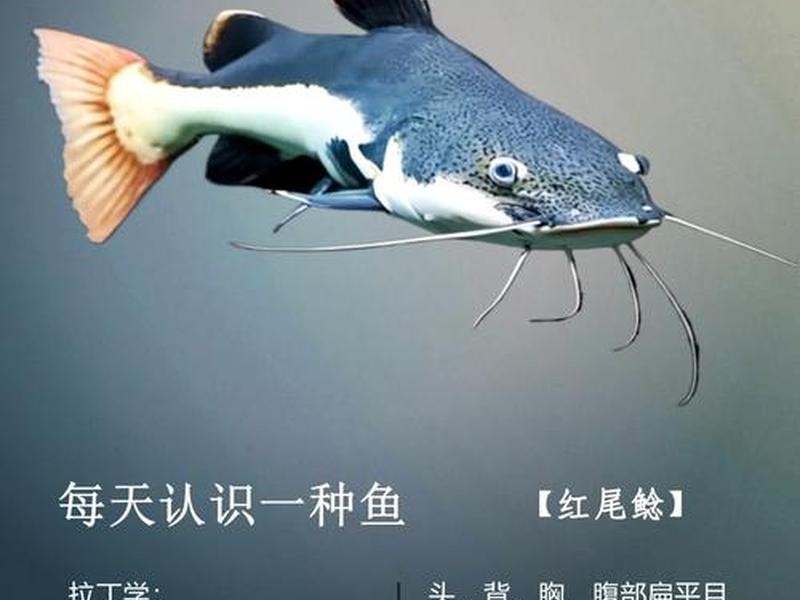 鲶鱼平台,鲶鱼是什么平台 鲶鱼平台,鲶鱼是什么平台