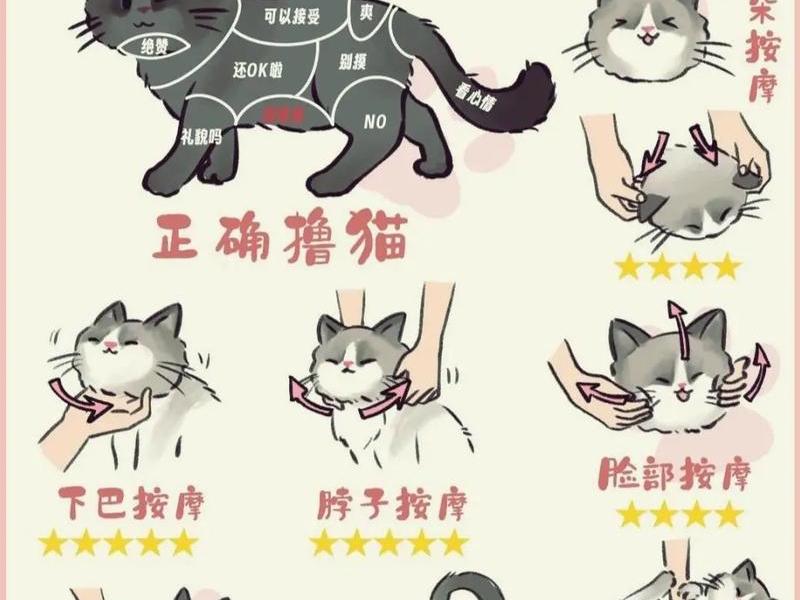 稳猫的使用攻略 稳定猫使用攻略 稳猫的使用攻略 稳定猫使用攻略