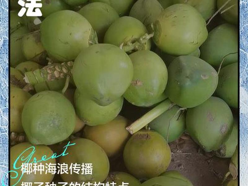 椰果培育的注意事项,椰果培育的注意事项是什么 椰果培育的注意事项,椰果培育的注意事项是什么