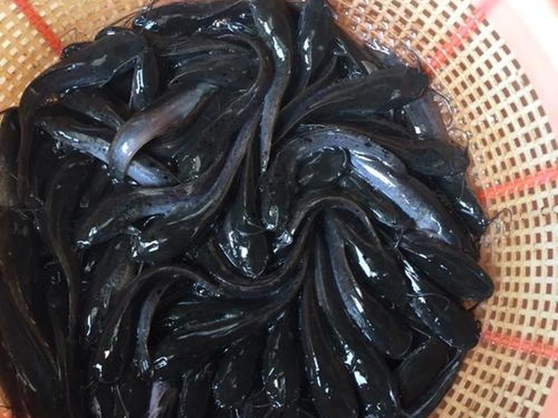 鲶鱼培育 怎样培育鲶鱼苗 鲶鱼培育 怎样培育鲶鱼苗