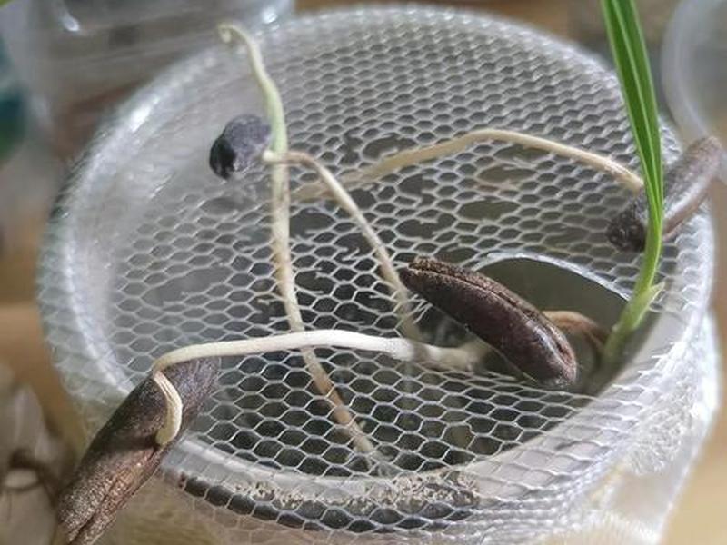 椰果苗种植技巧(椰果苗种植技巧视频) 椰果苗种植技巧(椰果苗种植技巧视频)