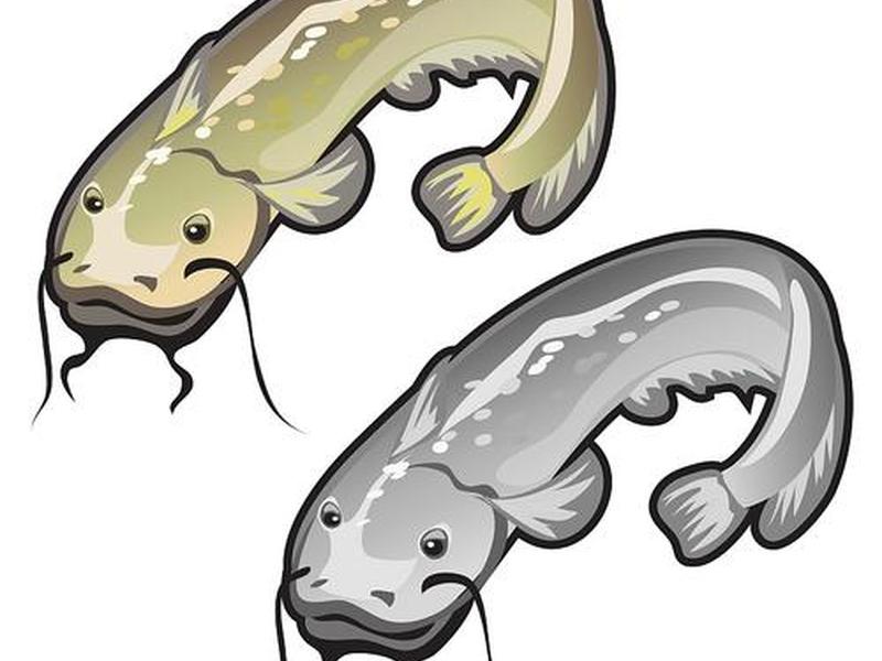 鲶鱼cms主题下载 - 鲶鱼cms主题下载官网 鲶鱼cms主题下载 - 鲶鱼cms主题下载官网