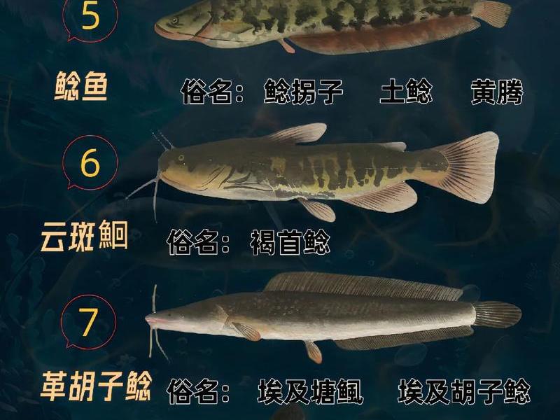 鲶鱼平台,鲶鱼是什么平台 鲶鱼平台,鲶鱼是什么平台