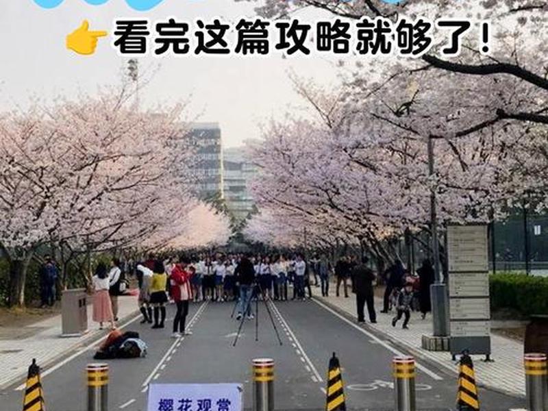 樱花创建隧道选什么类型;樱花隧道在哪里 樱花创建隧道选什么类型;樱花隧道在哪里