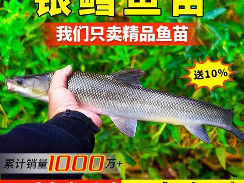 鳕鱼鱼苗养殖方法 - 鳕鱼鱼苗养殖方法和技术
