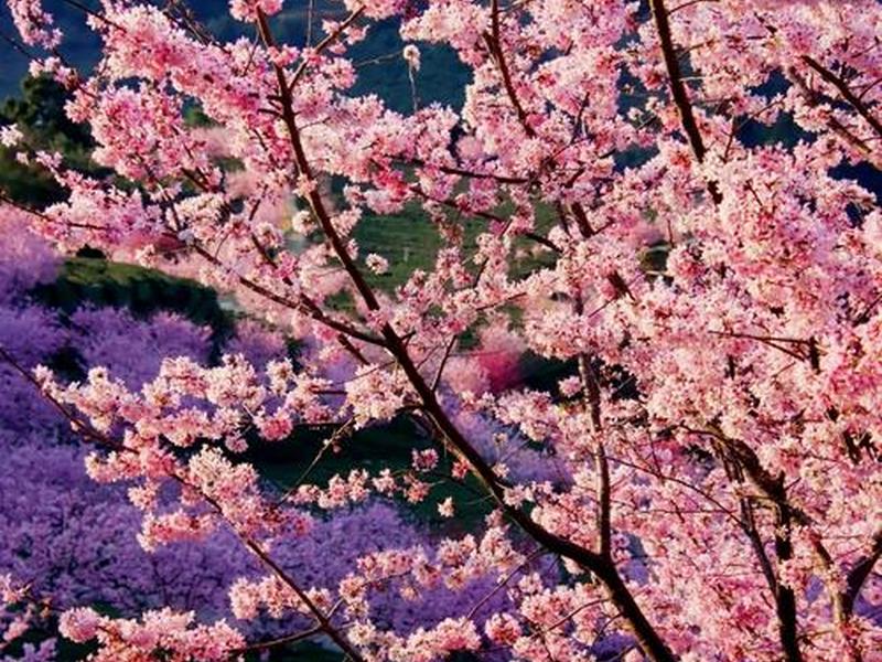 樱花映射检查本地服务是否打开、樱花映射本地端口 樱花映射检查本地服务是否打开、樱花映射本地端口