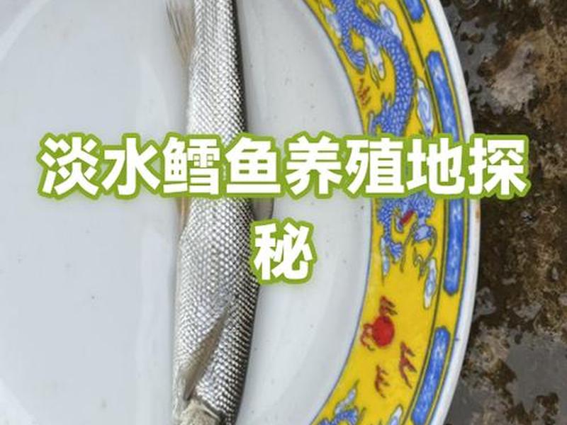鳕鱼养殖；鳕鱼养殖温度是多少