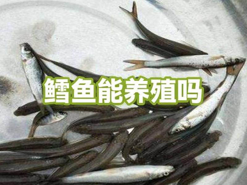 鳕鱼捕捞方式介绍 - 鳕鱼捕捞方式介绍怎么写 鳕鱼捕捞方式介绍 - 鳕鱼捕捞方式介绍怎么写