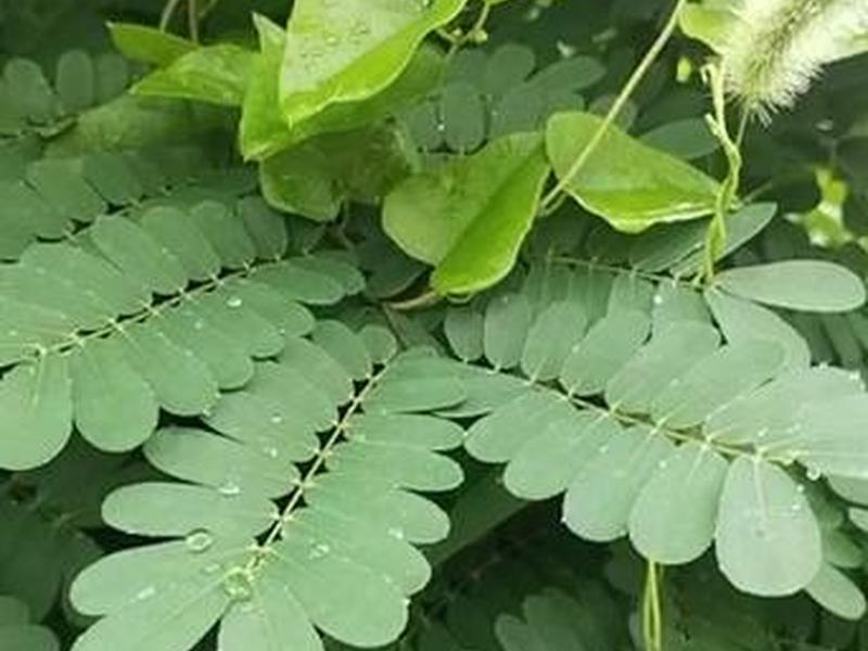 云实树百度百科、云实树图片大全 云实树百度百科、云实树图片大全