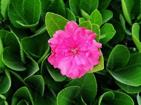 如花介绍 如花简介