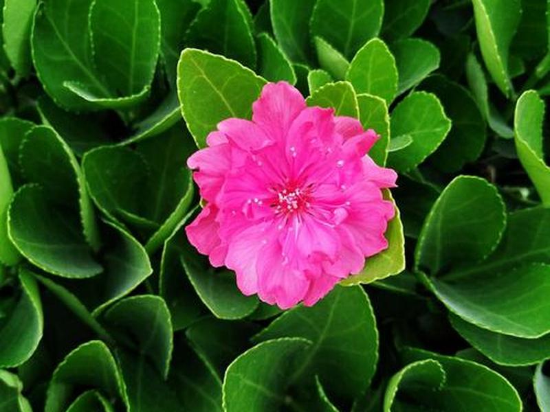 如花介绍 如花简介 如花介绍 如花简介