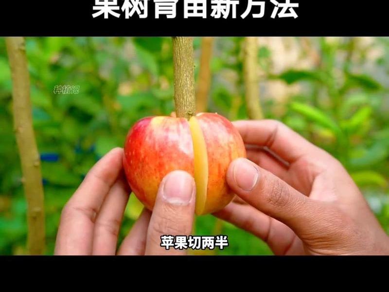 苹果快速发芽种植法;苹果快速发芽种植法视频 苹果快速发芽种植法;苹果快速发芽种植法视频