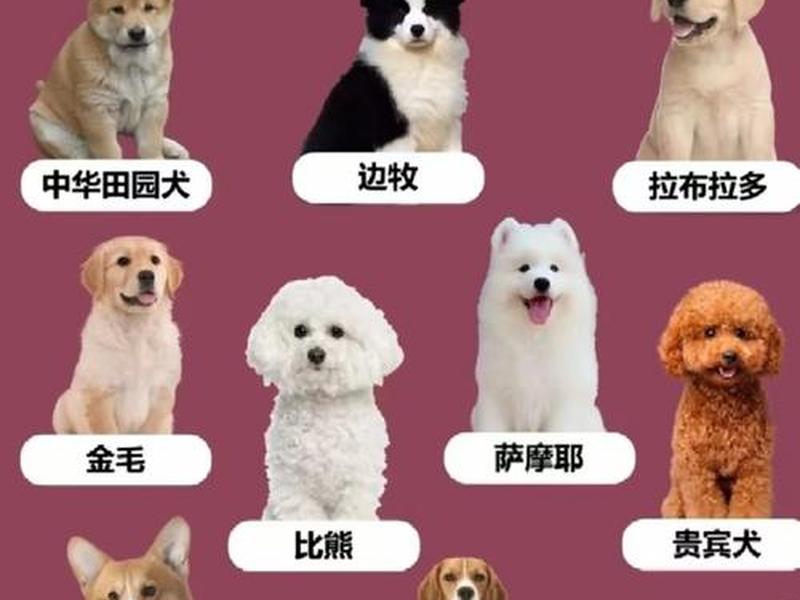 零基础新手养什么小狗合适,新手养什么狗狗合适 零基础新手养什么小狗合适,新手养什么狗狗合适