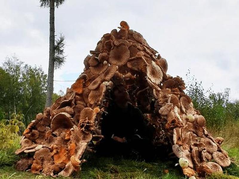 蘑菇小视频安装包 - 蘑菇小屋安装视频