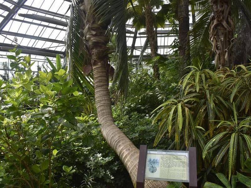 椰子果种植技巧 椰子果种植技巧图解 椰子果种植技巧 椰子果种植技巧图解