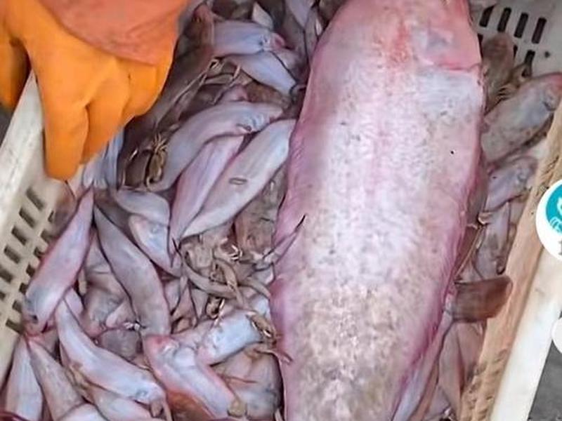 鳎目鱼什么样;鳎目鱼什么样子 鳎目鱼什么样;鳎目鱼什么样子