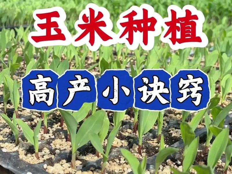傻瓜式种植教程 傻瓜的种田方式 傻瓜式种植教程 傻瓜的种田方式