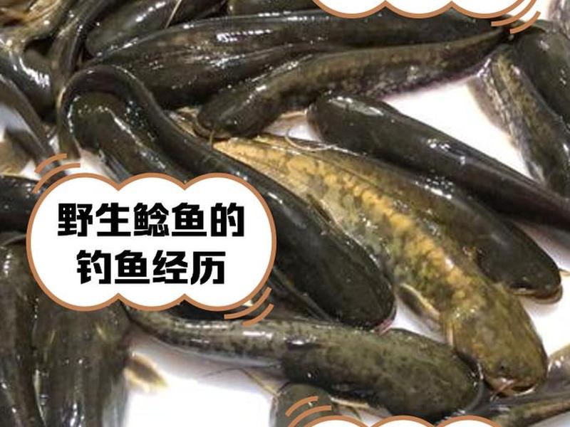 鲶鱼投放技巧 - 鲶鱼投放技巧视频 鲶鱼投放技巧 - 鲶鱼投放技巧视频