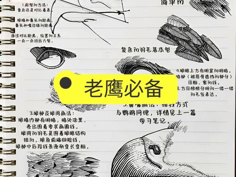 老鹰教程(老鹰教程真的那么好吗) 老鹰教程(老鹰教程真的那么好吗)