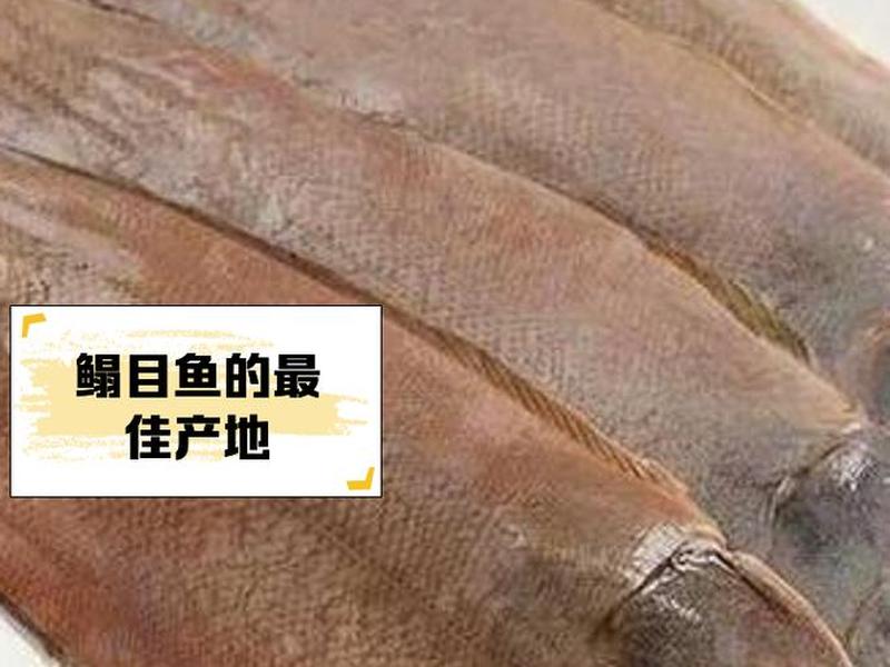 鳎目鱼价格 天津鳎目鱼价格 鳎目鱼价格 天津鳎目鱼价格
