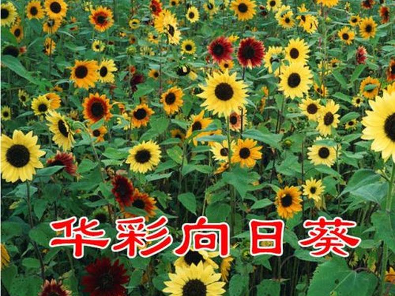 卓天平台入驻流程 - 卓天平台入驻流程图 卓天平台入驻流程 - 卓天平台入驻流程图
