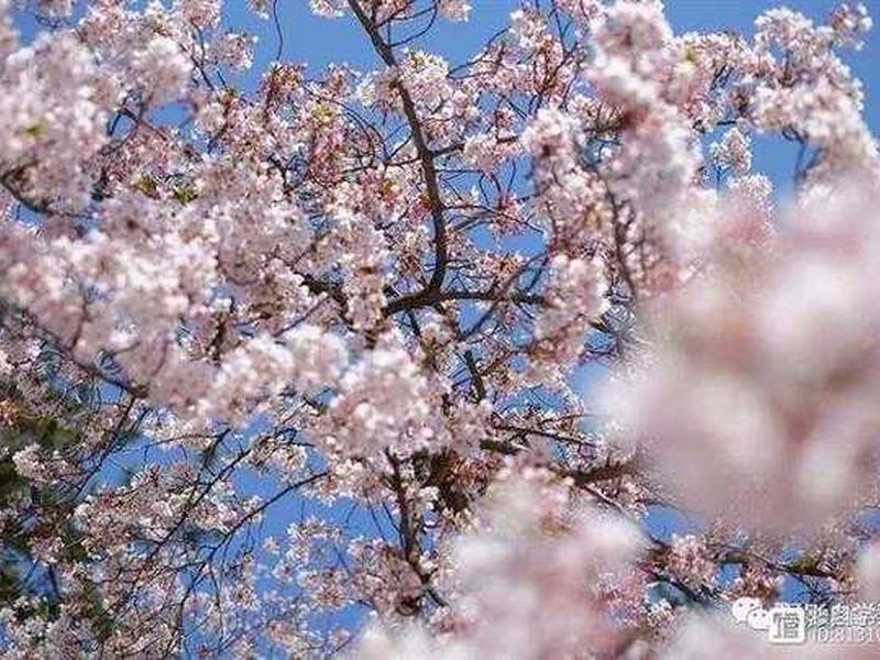 樱花映射注册不了、樱花映射账号 樱花映射注册不了、樱花映射账号