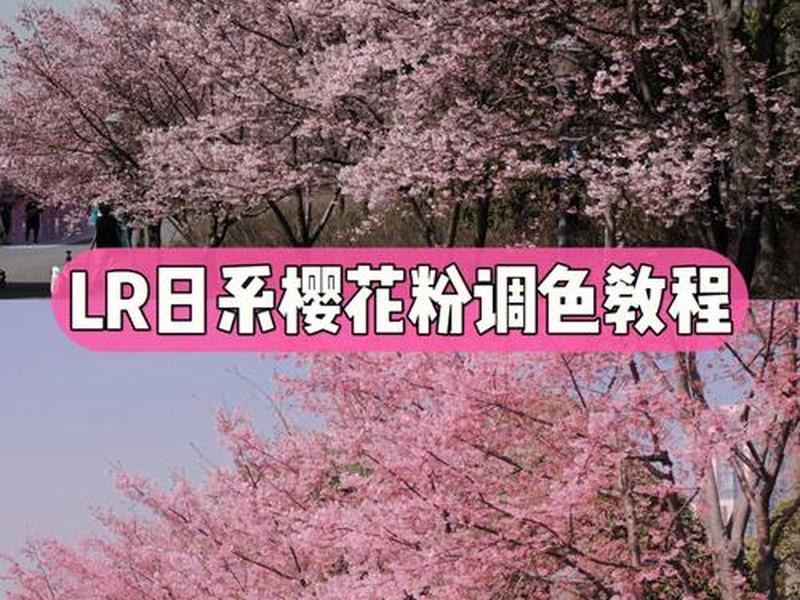 樱花映射设置教程、樱花映射设置教程下载 樱花映射设置教程、樱花映射设置教程下载