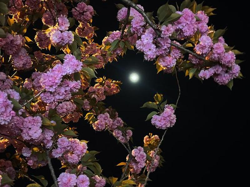 无夜之月、无月之夜樱花