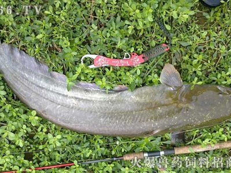 鲶鱼建站主题教程(鲶鱼cms主题下载) 鲶鱼建站主题教程(鲶鱼cms主题下载)