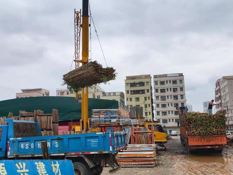 湛江建筑模板哪里买、湛江建筑木模板市场在哪里