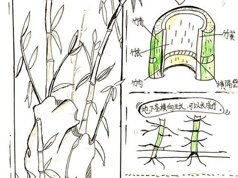 竹子建站教程;竹子建房教程视频 竹子建站教程;竹子建房教程视频