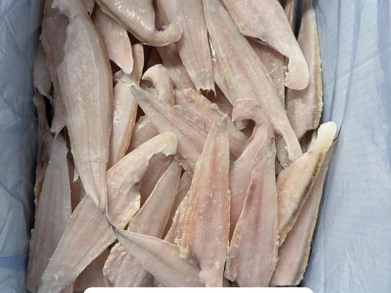 塔木鱼品种介绍 塔木鱼品种介绍视频 塔木鱼品种介绍 塔木鱼品种介绍视频