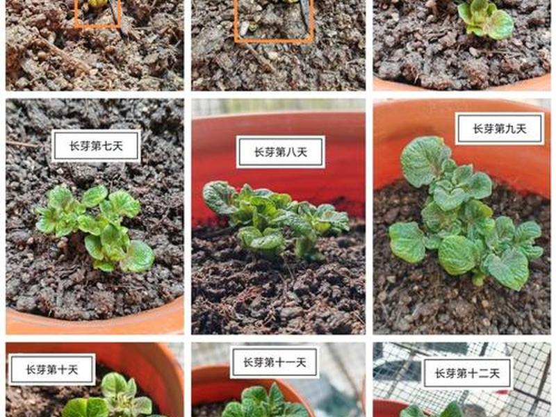 土培土豆视频教程;土培土豆视频教程全集 土培土豆视频教程;土培土豆视频教程全集