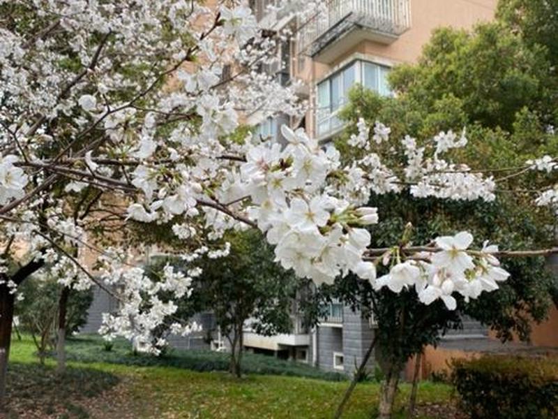 樱花映射建站教程;樱花映射检查本地服务是否打开 樱花映射建站教程;樱花映射检查本地服务是否打开
