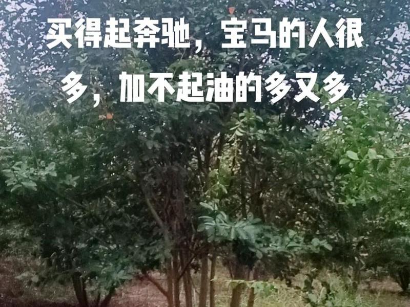 无忧哥抖音账号介绍、抖音 无忧无虑 无忧哥抖音账号介绍、抖音 无忧无虑