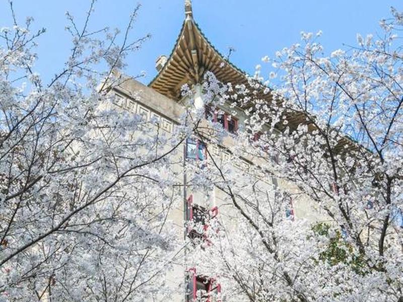 樱花网站怎么登陆、樱花网站怎么登陆不了 樱花网站怎么登陆、樱花网站怎么登陆不了