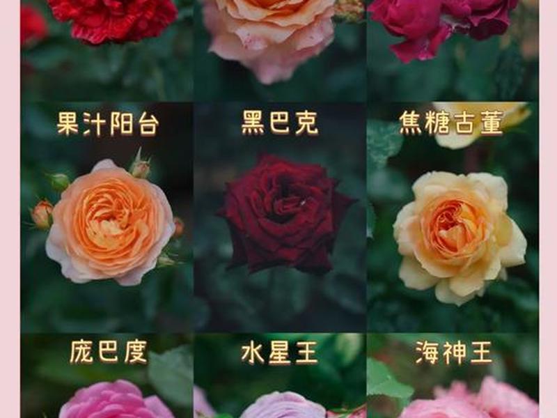 适合新手的月季品种,适合新手的月季品种有哪些 适合新手的月季品种,适合新手的月季品种有哪些