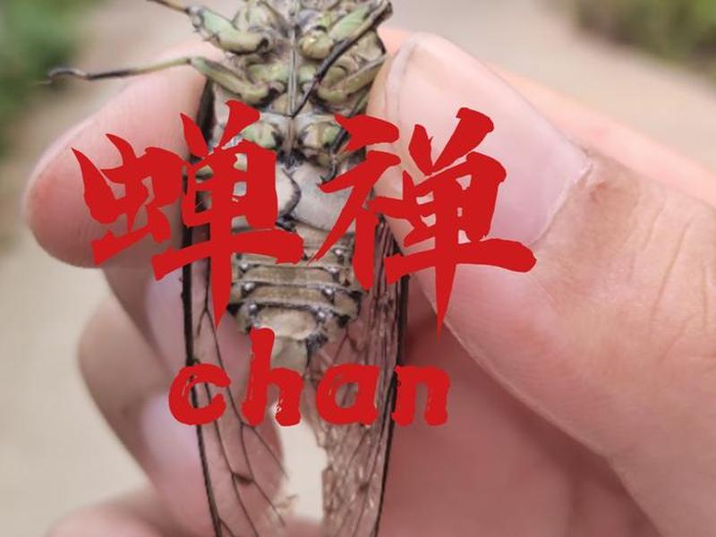 鸣蝉建网 - 鸣蝉网址 鸣蝉建网 - 鸣蝉网址