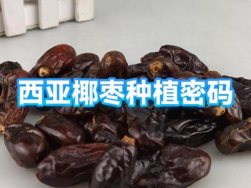 椰枣种子种植步骤 椰枣种子种植步骤视频 椰枣种子种植步骤 椰枣种子种植步骤视频