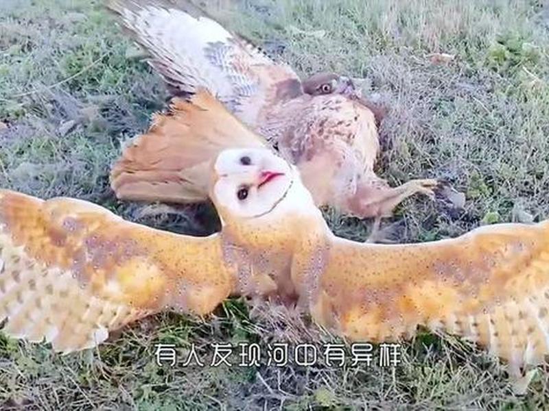 老鹰安装视频 老鹰安装视频教程 老鹰安装视频 老鹰安装视频教程