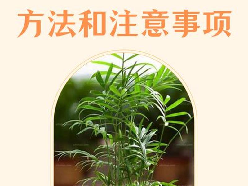 椰子大棚种植技术 椰子大棚种植技术与管理 椰子大棚种植技术 椰子大棚种植技术与管理