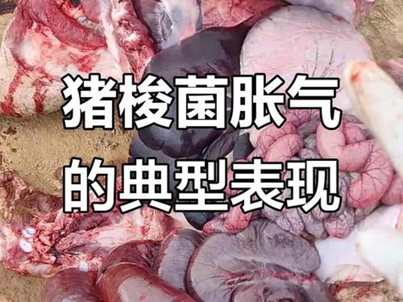 猪夜间胀气死亡的原因、猪夜间胀气死亡的原因分析 猪夜间胀气死亡的原因、猪夜间胀气死亡的原因分析
