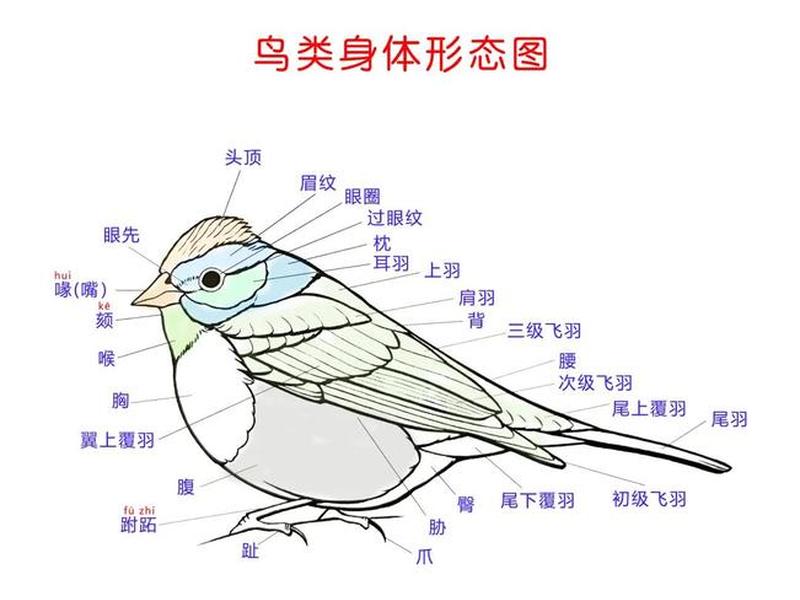 小鸟分布式部署教程 小鸟 分布式 小鸟分布式部署教程 小鸟 分布式