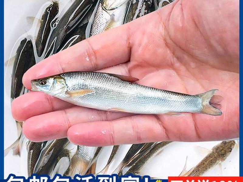 鳕鱼鱼苗养殖方法 - 鳕鱼鱼苗养殖方法和技术