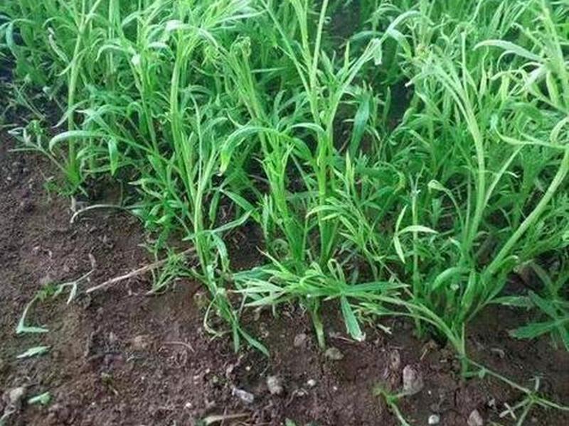 芦蒿苗种植方法(芦蒿苗种植方法图解) 芦蒿苗种植方法(芦蒿苗种植方法图解)