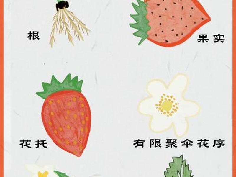 小百科图标 百科小知识图片展示